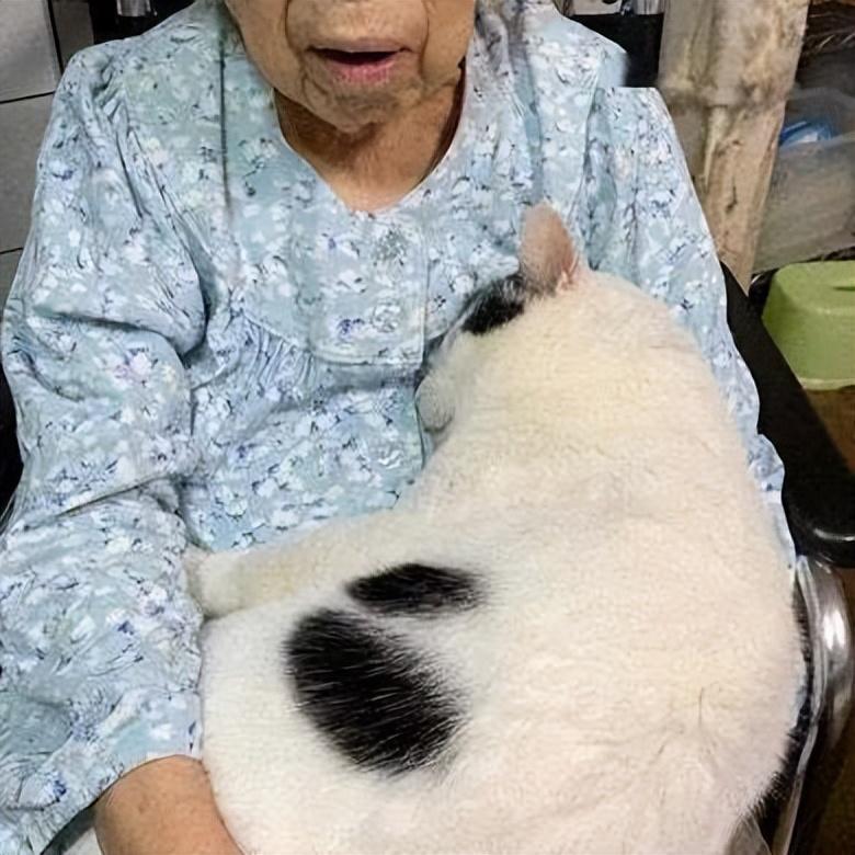 带猫回老家好不好带猫回老家好不好？全面解读你的疑虑